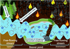 Graphical abstract: Impact of beaver ponds on biogeochemistry of organic carbon and nitrogen along a fire-impacted stream