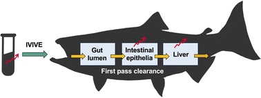 Graphical abstract: An amended in vitro–in vivo extrapolation model that accounts for first pass clearance effects on chemical bioaccumulation in fish