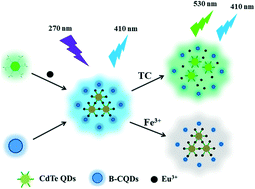 Graphical abstract: A dual-emission ratiometric fluorescence probe for highly selective and simultaneous detection of tetracycline and ferric ions in environmental water samples based on a boron-doped carbon quantum dot/CdTe–Eu3+ composite