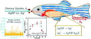 Graphical abstract: Uptake and depuration of Ag nanoparticles versus Ag ions by zebrafish through dietary exposure: characterization of Ag nanoparticle formation and dissolution in vivo and toxicokinetic modeling