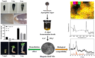 Graphical abstract: Cd stress alleviation in mung-bean seedlings with biogenic hydroxyapatite nanoparticles as ecofriendly remediation agents