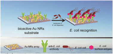 Graphical abstract: Label-free and reusable antibody-functionalized gold nanorod arrays for the rapid detection of Escherichia coli cells in a water dispersion