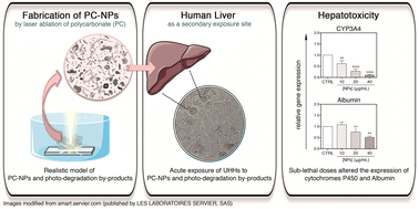 Graphical abstract: Polycarbonate nanoplastics and the in vitro assessment of their toxicological impact on liver functionality