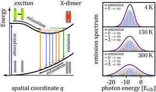 Graphical abstract: Spectroscopic analysis of vibrational coupling in multi-molecular excited states