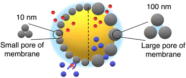 Graphical abstract: Assembly of biomimetic microreactors using caged-coacervate droplets