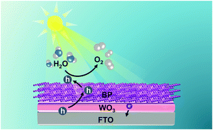 Graphical abstract: Ultrathin black phosphorus as a pivotal hole extraction layer and oxidation evolution co-catalyst boosting solar water oxidation