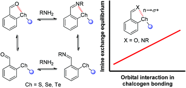 Graphical abstract: Interplay between chalcogen bonds and dynamic covalent bonds