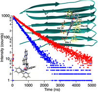 Graphical abstract: Deconvoluting binding sites in amyloid nanofibrils using time-resolved spectroscopy