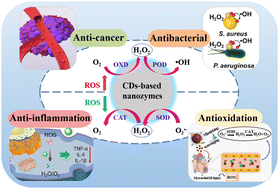 Graphical abstract: Design of carbon dots as nanozymes to mediate redox biological processes