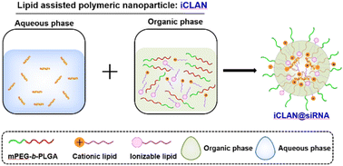 Graphical abstract: Optimization of lipid assisted polymeric nanoparticles for siRNA delivery and cancer immunotherapy