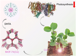Graphical abstract: Phytotoxicity of metal–organic framework MOF-74(Co) nanoparticles to pea seedlings