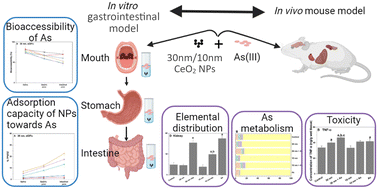 Graphical abstract: Interactions between cerium dioxide nanoparticles and arsenite change their biological fate in the gastrointestinal tract of mice