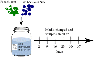 Graphical abstract: Metabolomics-based analysis in Daphnia magna after exposure to low environmental concentrations of polystyrene nanoparticles