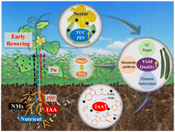 Graphical abstract: Cerium oxide nanomaterials improve cucumber flowering, fruit yield and quality: the rhizosphere effect