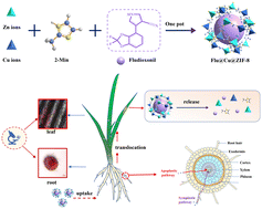 Graphical abstract: pH-responsive copper-doped ZIF-8 MOF nanoparticles for enhancing the delivery and translocation of pesticides in wheat plants