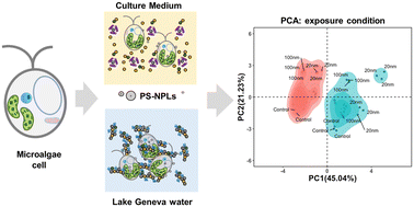 Graphical abstract: Transformations, interactions, and acute biological responses of nanoplastics on mixotrophic microalgae Poterioochromonas malhamensis