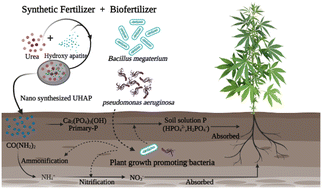 Graphical abstract: Synergistic and non-synergistic impact of HAP-based nano fertilizer and PGPR for improved nutrient utilization and metabolite variation in hemp crops