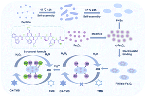 Graphical abstract: Self-assembled peptide nanosheets functionalized with Fe3O4 nanoparticles with enhanced nanozymatic activity for sensitive colorimetric detection and selective adsorption of Hg2+