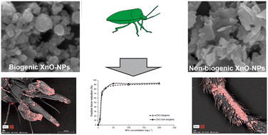 Graphical abstract: Reduction in insect attachment ability by biogenic and non-biogenic ZnO nanoparticles