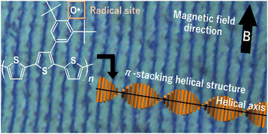 Graphical abstract: Oriented quasi-domain structure of helical spin polymers prepared by electrochemical polymerization in a cholesteric liquid crystal under a magnetic field, showing a helical stripe magnetic domain