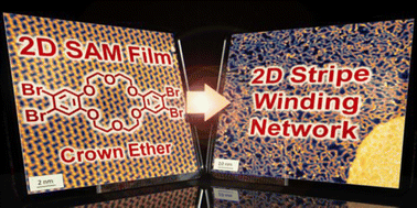 Graphical abstract: Designing 2D stripe winding network through crown-ether intermediate Ullmann coupling on Cu(111) surface