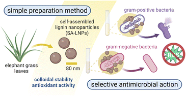 Graphical abstract: Self-assembled lignin nanoparticles produced from elephant grass leaves enable selective inactivation of Gram-positive microorganisms