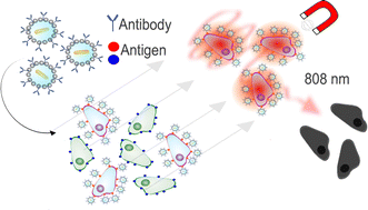 Graphical abstract: Hybrid core–shell nanoparticles for cell-specific magnetic separation and photothermal heating