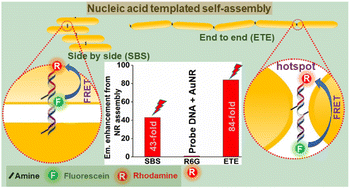 Graphical abstract: Fluorogenic response from DNA templated micrometer range self-assembled gold nanorod