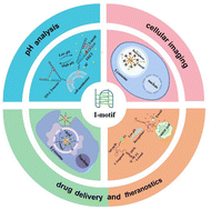 Graphical abstract: A controllable DNA: structural features and advanced applications of i-motif