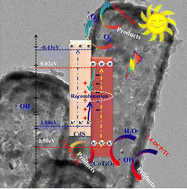 Graphical abstract: Constructing hollow core–shell Z-scheme heterojunction CdS@CoTiO3 nanorods for enhancing the photocatalytic degradation of 2,4-DCP and TC