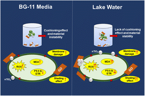Graphical abstract: The impact of nTiO2 and GO (graphene oxide), and their combinations, on freshwater Chlorella sp.: a comparative study in lake water and BG-11 media