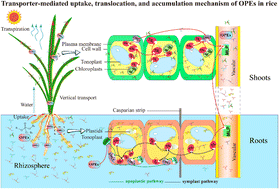 Graphical abstract: Organophosphate esters uptake, translocation and accumulation in rice (Oryza sativa L.): impacts of lipid transporters and chemical properties