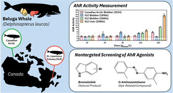 Graphical abstract: Emerging investigator series: nontargeted screening of aryl hydrocarbon receptor agonists in endangered beluga whales from the St. Lawrence Estuary: beyond legacy contaminants