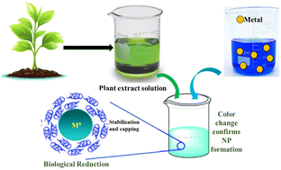 Graphical abstract: Biologically synthesized Fe0-based nanoparticles and their application trends as catalysts in the treatment of chlorinated organic compounds: a review