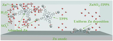 Graphical abstract: Macromolecular electrolyte engineering for tuning Zn-ion solvation chemistry and boosting H+ storage toward stable aqueous zinc-organic batteries