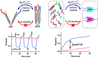 Graphical abstract: Enhancing DNA-based nanodevices activation through cationic peptide acceleration of strand displacement