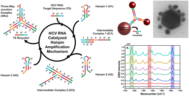 Graphical abstract: DNA-directed formation of plasmonic core–satellite nanostructures for quantification of hepatitis C viral RNA