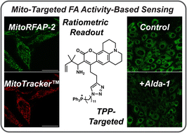 Graphical abstract: A mitochondrial-targeted activity-based sensing probe for ratiometric imaging of formaldehyde reveals key regulators of the mitochondrial one-carbon pool