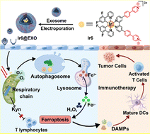 Graphical abstract: An iridium(iii)-based photosensitizer disrupting the mitochondrial respiratory chain induces ferritinophagy-mediated immunogenic cell death