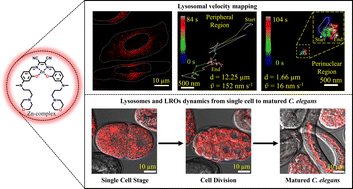 Graphical abstract: A zinc metal complex as an NIR emissive probe for real-time dynamics and in vivo embryogenic evolution of lysosomes using super-resolution microscopy