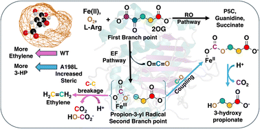 Graphical abstract: Revealing the nature of the second branch point in the catalytic mechanism of the Fe(ii)/2OG-dependent ethylene forming enzyme