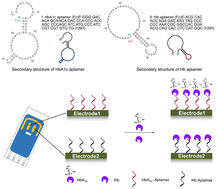 Graphical abstract: Construction of a self-assembled duplexed aptasensor for the simultaneous detection of haemoglobin and glycated haemoglobin