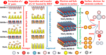 Graphical abstract: Experimental and theoretical investigation on facet-dependent MoO2/BiOBr Z-scheme heterojunction photocatalytic nitrogen reduction: modulation of bulk charge separation efficiency by built-in electric field intensity