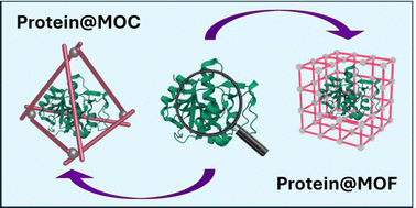 Graphical abstract: Protein and peptide confinement within metal–organic materials