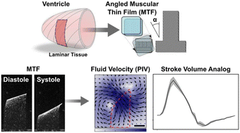 Graphical abstract: Stroke volume analog on a chip – in vitro hydrodynamic model of cardiac pumping efficiency