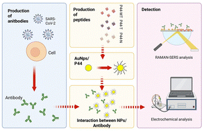 Graphical abstract: Peptide-based biosensors for variant-specific detection of SARS-CoV-2 antibodies