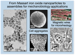 Graphical abstract: Massart iron oxide nanoparticles in mechanobiology