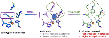 Graphical abstract: Unexpected effect of an axial ligand mutation in the type 1 copper center in small laccase: structure-based analyses and engineering to increase reduction potential and activity