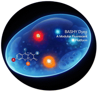 Graphical abstract: BASHY dyes as modular chromophores for multifaceted biorelevant applications: from imaging to photodynamic therapy