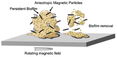 Graphical abstract: Influence of particle size, shape, and magnetic properties on torque-driven biofilm removal using anisotropic magnetic particles